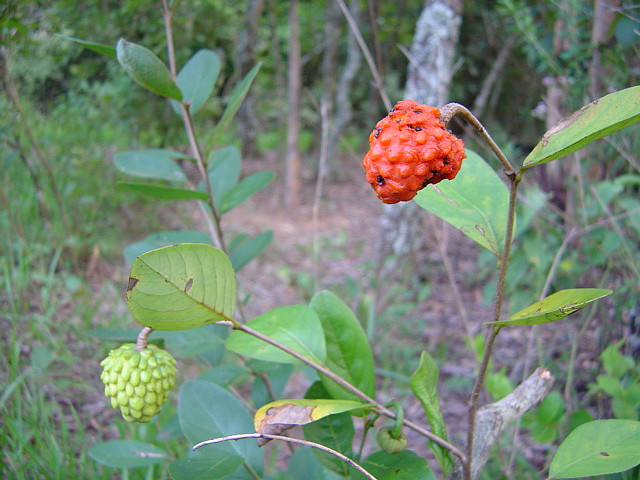 آنونا کورنیفولیا - معرفی درختان میوه